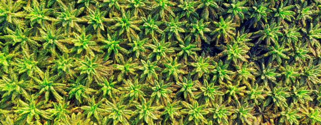 Aerial photo of a vibrant palm tree plantation in Sukabumi, Indonesia.